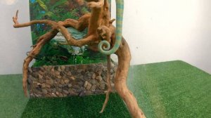 Йеменский Хамелеон. Интересные факты. Кормление Хамелеона | Veiled chameleon.
