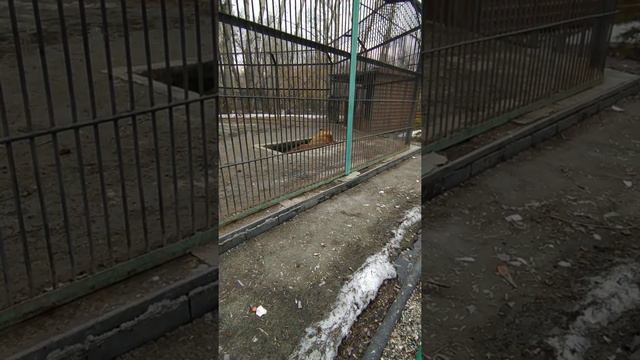 первый раз в зоопарке апреля 21 год смотреть онлайн