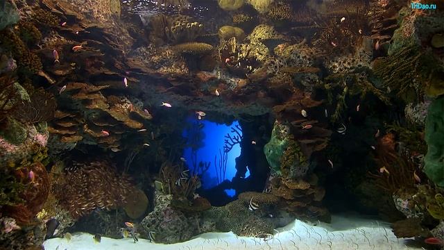 Аквариум | Релах | Relax| |Музыка для медитации смотреть онлайн