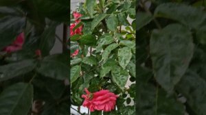 Плетистая Роза Laguna