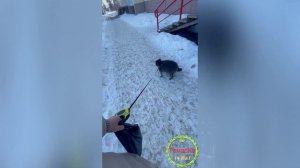 Домашний енот