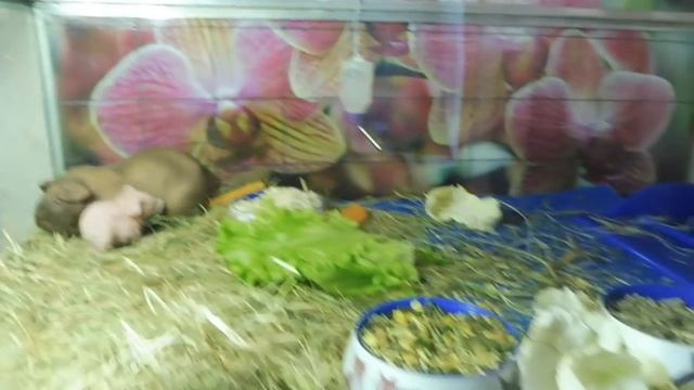 СЮРПРИЗ ! СВИНКА СКИННИ АЛЬБИНОС #БЕЛАЯСВИНКАСКИННИАЛЬБИНОС( ПИТОМНИК "МАРИ МИСТИК" ) смотреть онлайн