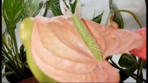 Распаковка посылки с цветочками. Клон алоказии