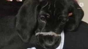 грустное видео про бедную собаку... просто посмотрите... до слёз