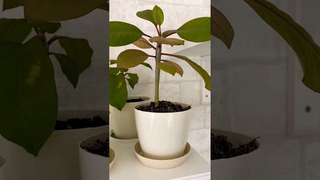 домашняя #плюмерия или #франджипани #комнатныерастения смотреть онлайн