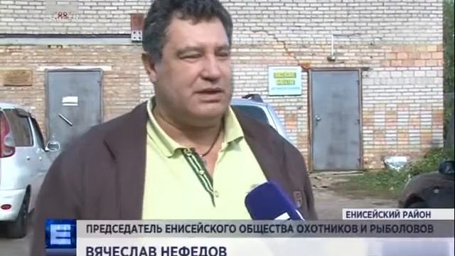 В Енисейском районе охотники получат разрешение на отстрел медведей