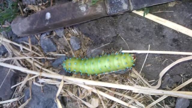 Гусеница павлиноглазая грушевая смотреть онлайн