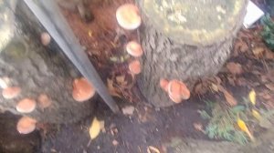 ШИИТАКЕ НА ЧУРКАХ, четвёртая волна, конец сетября.