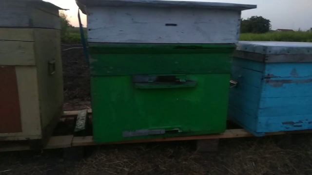 ВОРОВСТВО на ПАСЕКЕ. КАК КАЧАТЬ МЕД ??? смотреть онлайн