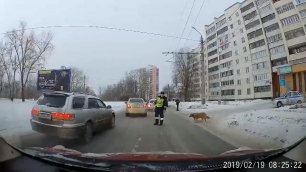 Сотрудник ГИБДД перевел хромую собаку через дорогу
