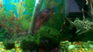 КОРМЛЕНИЕ РЫБ СОМОВ СИНОДОНТИС , СОМ КУКУШКА ПЕРЕВЕРТЫШ, СОМ АНЦИСТРУС И ДРУГИЕ РЫБКИ