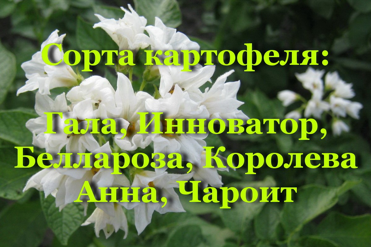 Сорта картофеля - Гала, Инноватор, Беллароза, Королева Анна, Чароит