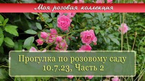 Прогулка по розовому саду, Часть 2 | Моя розовая коллекция. Vlog Дача как есть. Хроника 10.07.2023