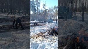 заготовка древесины