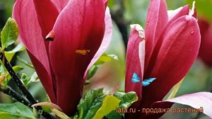 Магнолия лилиецветная Нигра (magnolia liliiflora nigra) ? обзор: как сажать, саженцы магнолии Нигра