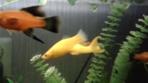 Желтые моллинезии. Спаривание.