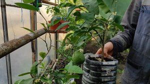 Воздушные отводки цитрусов. Дегустируем урожай)