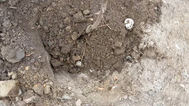 Посадка саженцев весной видео