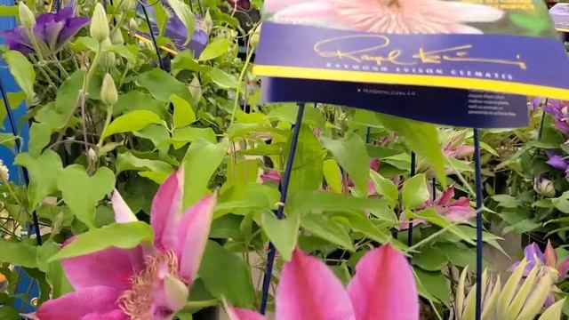 Clematis Empress™ // Raymond Evison™ Clematis - Grown by Overdevest смотреть онлайн