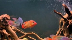 Как я подбирал рыб, аквариум, оборудование и декор для цихлидника Центральная Америка на 550 литров