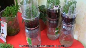 Черенкование туи в домашних условиях