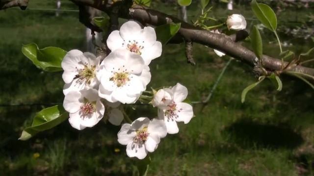 Footage ФУТАЖ 17 (ГРУША В ЦВЕТУ) (Flowering pear tree) смотреть онлайн