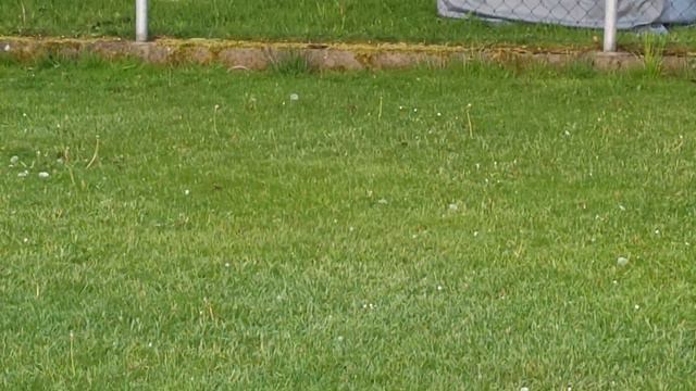 Кто рано встаёт, тому бог даёт!!! 🌅🌿🌅 смотреть онлайн