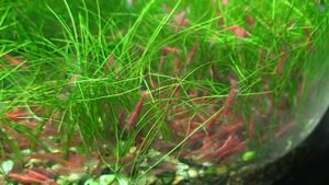 Вишневая креветка и рыбка родостомус в красивом травнике.