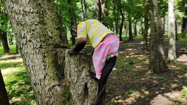 Маленькая домашняя обезьянка Алекса на охоте!