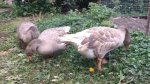 Бойцовые гуси на прогулке