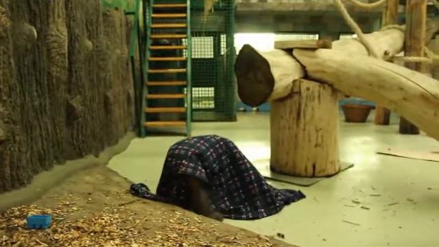 Цезарь и одеяло смотреть онлайн