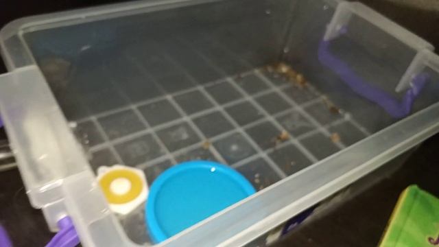 Пулька и ее подросшие личинки / Муравей-пуля / Paraponera clavata ants смотреть онлайн