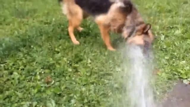 Собака Барабака смотреть онлайн