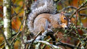 Forest Of Dean. Woodland Picture Book. Photographer David Palmer. Music Richard Murphy.