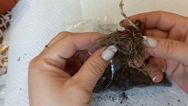 Обзор посылки 🌱из Гаршинки 📦.
