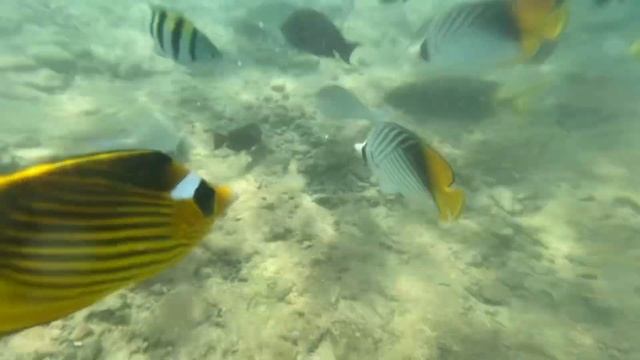 Кормлю рыбок с рук , Египет шарм эль шейх ￼￼ смотреть онлайн