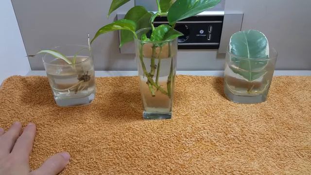 🌱 Cómo hacer esquejes de plantas. Buenas para acuaterrarios y terrarios. Poto y Ficus elástica смотреть онлайн