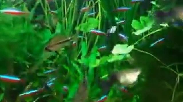 Аквариум 120 литров, рыбки Панды. смотреть онлайн