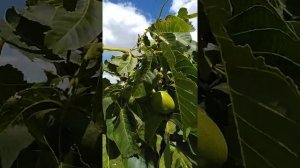 карликовый грецкий орех с регулярным плодоношением