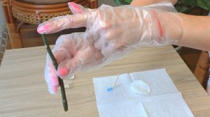 Цитокининовая паста?! За или против? В каких случаях я использую её для орхидей?