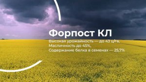 Форпост КЛ - Новейший российский сорт ярового рапса с устойчивостью к имазамоксу