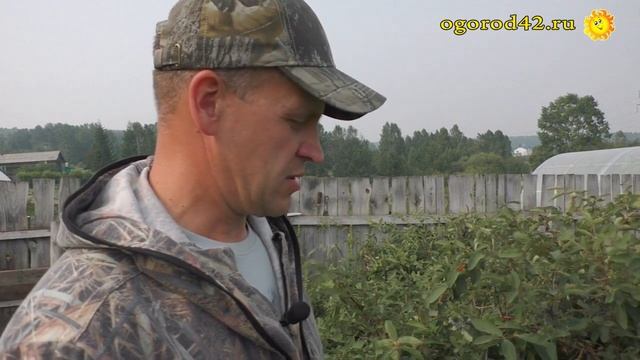 Мнение садовода о сортах жимолости смотреть онлайн