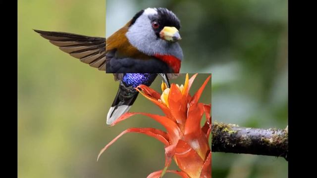 Самые красивые виды птиц смотреть онлайн