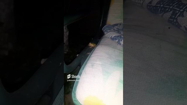 квакша(1 год назад)