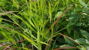 Подбор многолетников для нового цветника: ЦВЕТОВАЯ ГАММА.