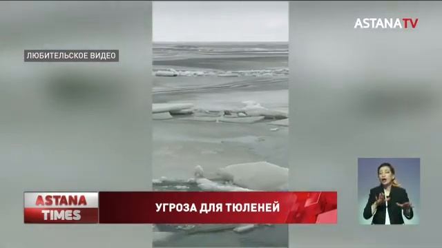 Ледоколы становятся причиной гибели каспийских тюленей, - эколог смотреть онлайн