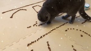 Сколько съест голодный кот? Челлендж, шотландский вислоухий кот и корм.