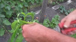 Формировка персика после вымерзания. Восстановление кроны персика.