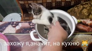 Суп с котом,или кто на кухне главный ?????