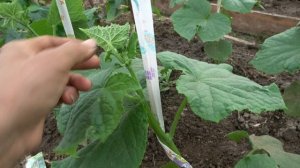 Как боролась с муравьями в теплице, которые пилили фундамент из бруса